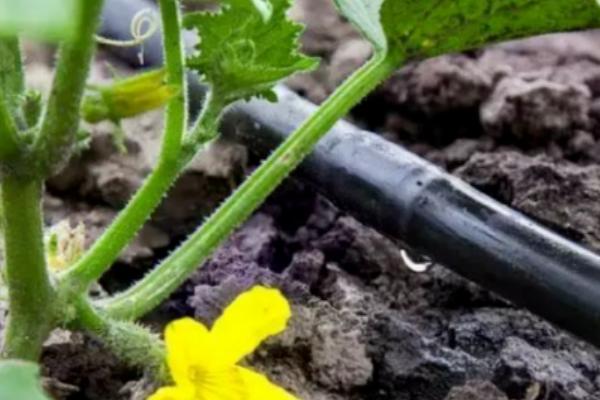 黄瓜苗几天浇一次水