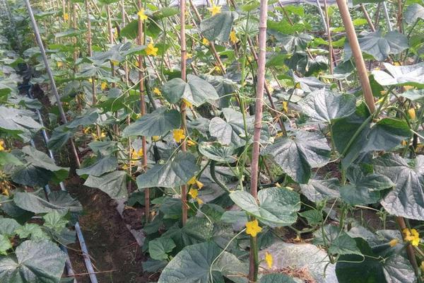 黄瓜苗几天浇一次水