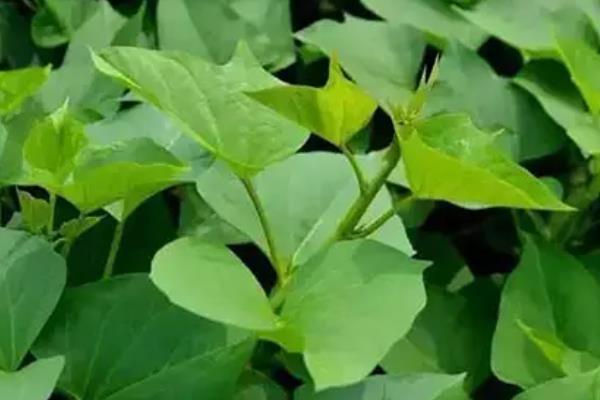 红薯苗缺氮肥的表现