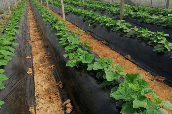 黄瓜苗几天浇一次水