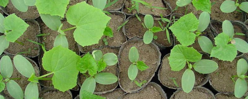 黄瓜一个坑里种几棵苗