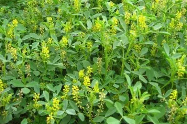 盐碱地适合种植什么草种