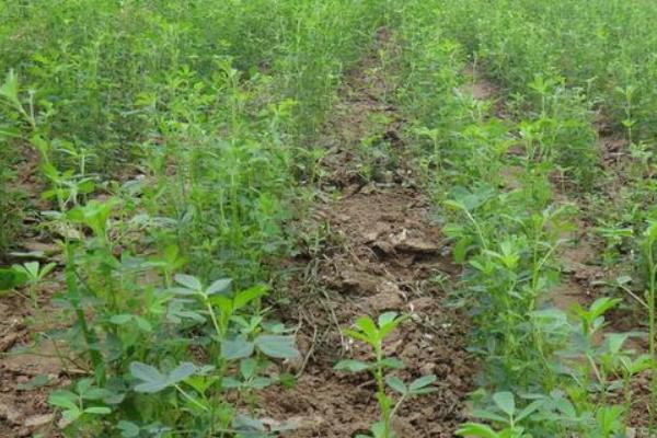 盐碱地适合种植什么草种