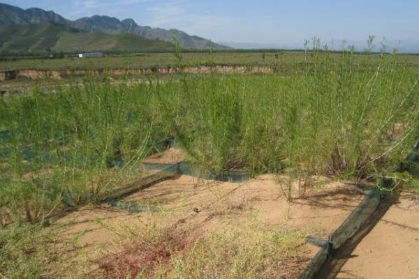 盐碱地适合种植什么草种