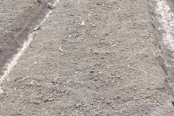 新疆盐碱地怎么改良土壤