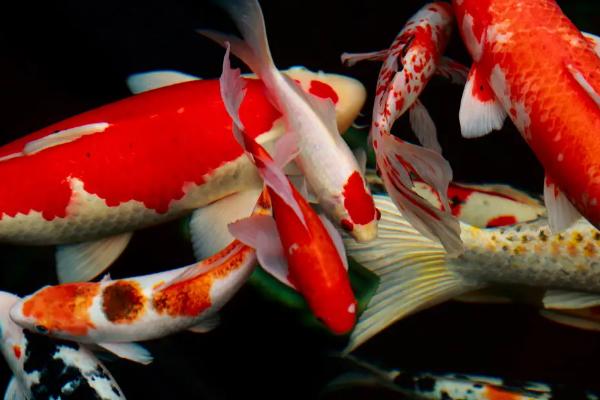 锦鲤鱼适合多少度水温