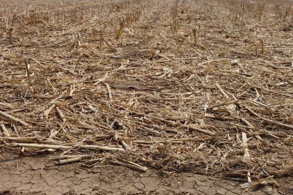 新疆盐碱地怎么改良土壤