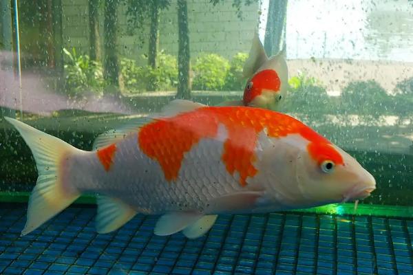 锦鲤鱼适合多少度水温