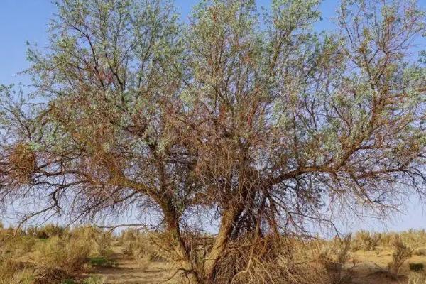 新疆盐碱地怎么改良土壤