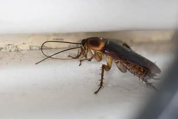 敌百杀虫剂的药效有多长