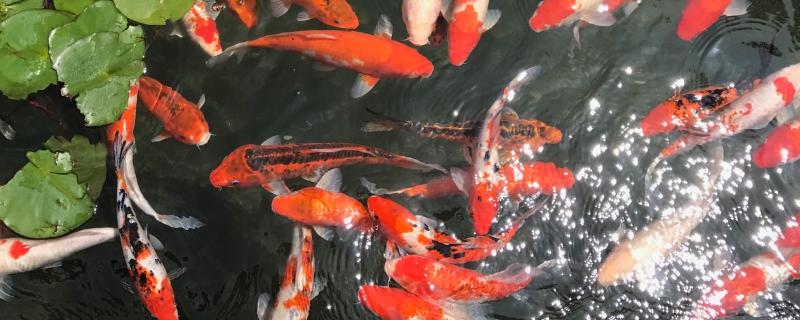 锦鲤鱼几天喂一次比较好