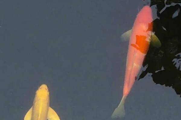 锦鲤鱼养几条比较好