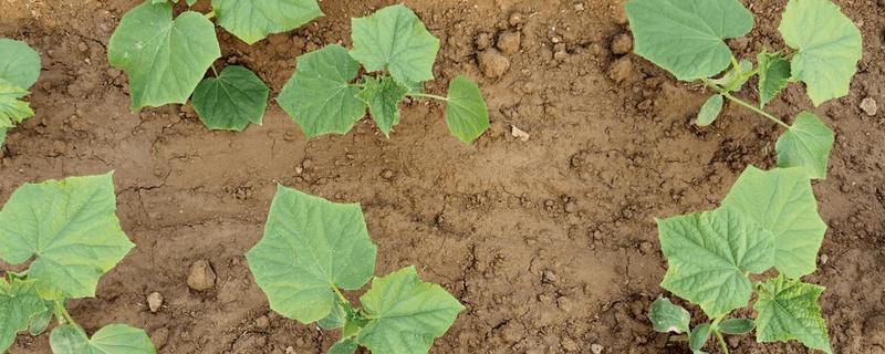 吡虫啉能打黄瓜苗吗