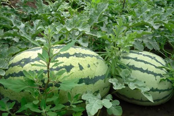 5月份种西瓜还来得及吗