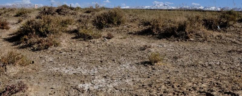 磷肥治盐碱地吗