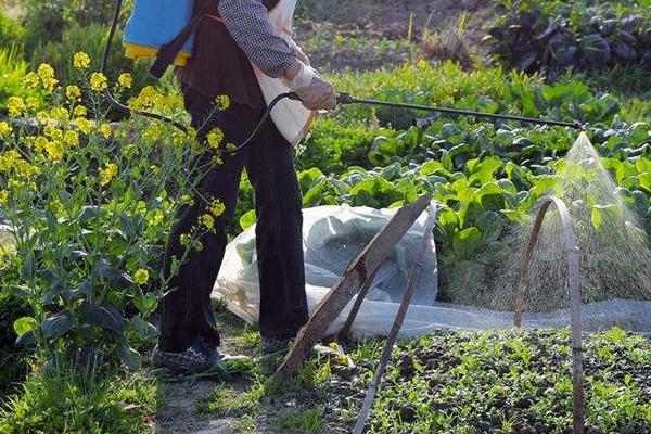 杀虫剂可以喷在蔬菜上杀虫吗