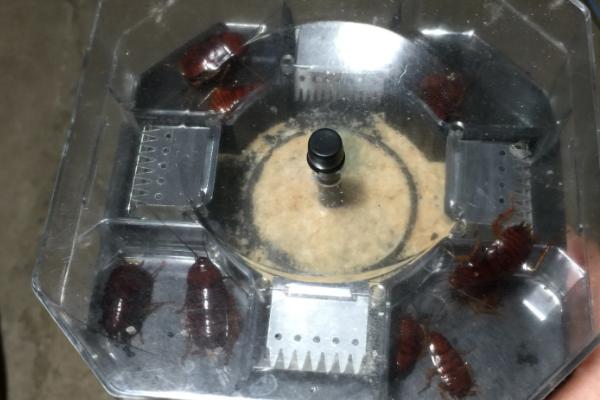 白天喷杀虫剂能杀死蟑螂吗