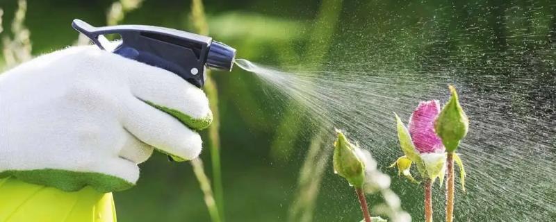 杀虫剂可以喷在绿植上面吗