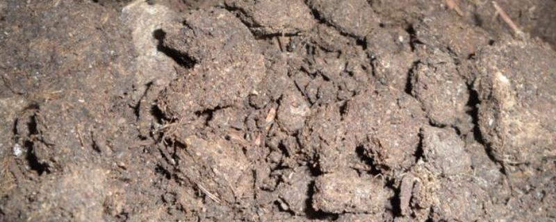 鸡粪含有哪些肥料成分