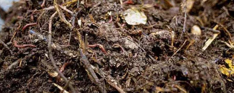 牛粪和鸡粪哪个好