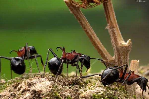 杀虫剂可以杀蚂蚁吗