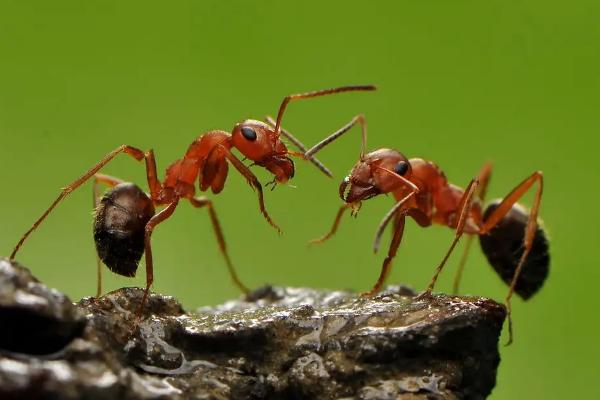 杀虫剂可以杀蚂蚁吗