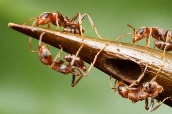 杀虫剂可以杀蚂蚁吗