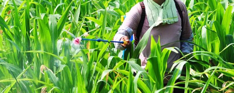 玉米除草剂和杀虫剂能混合使用吗?