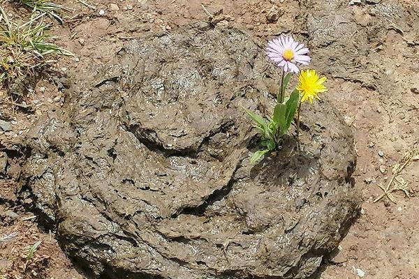 牛粪和鸡粪哪个好