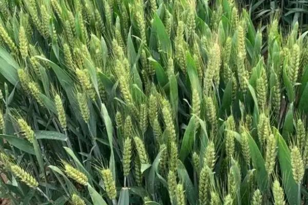 华北是春小麦还是冬小麦