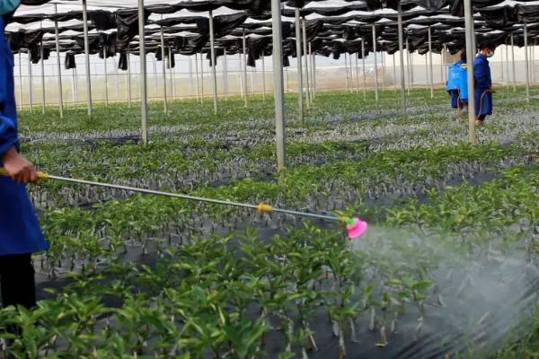 残杀威是哪一类杀虫剂