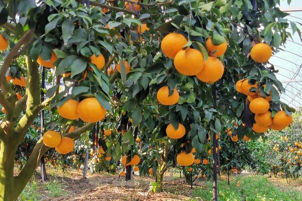 红美人柑橘介绍