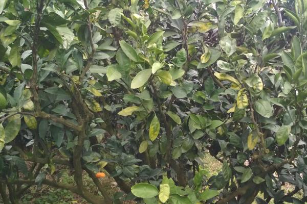 桔子树卷叶病用什么药