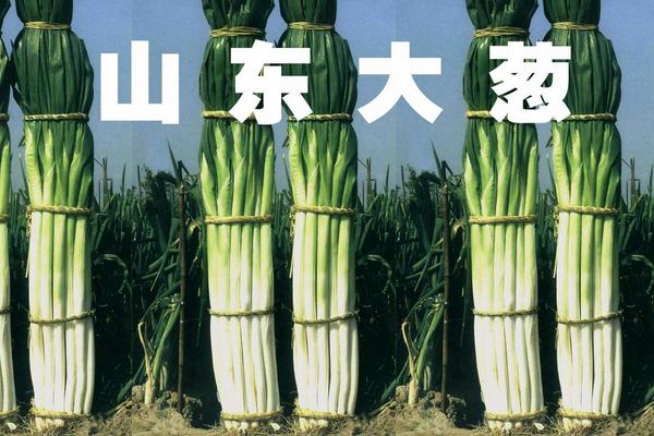 山东大葱产地在哪里