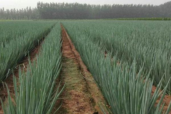 山东大葱产地在哪里