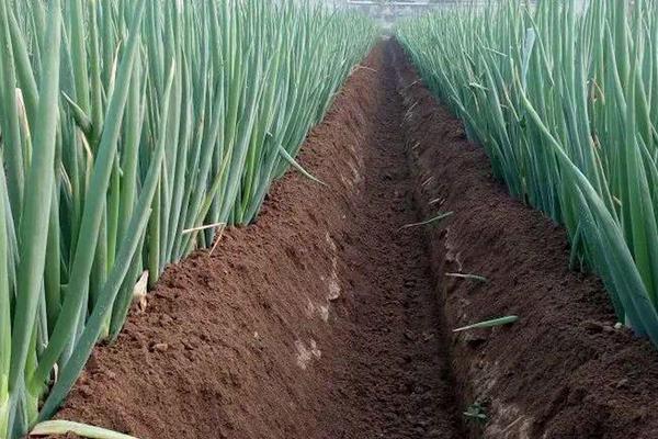 山东大葱产地在哪里