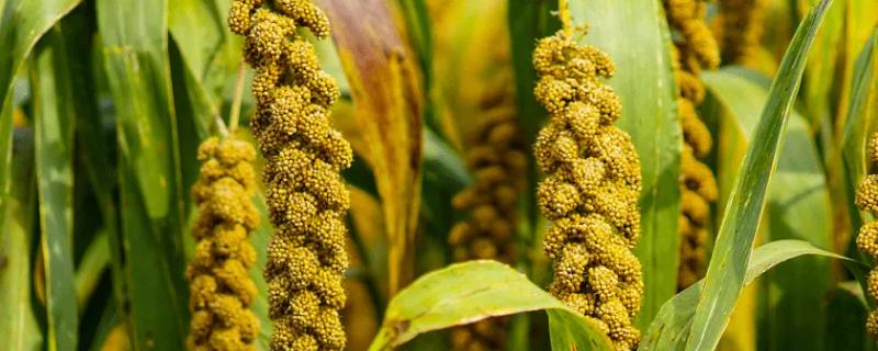 小米是什么农作物种出来的