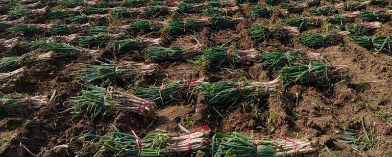 葱一亩地产量是多少