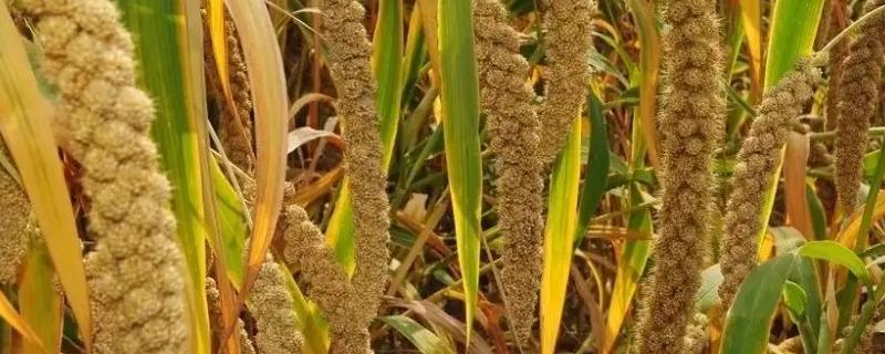 稻麦黍菽稷分别指什么农作物