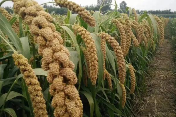 稻麦黍菽稷分别指什么农作物