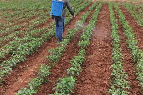 辣椒树卷叶病打什么药