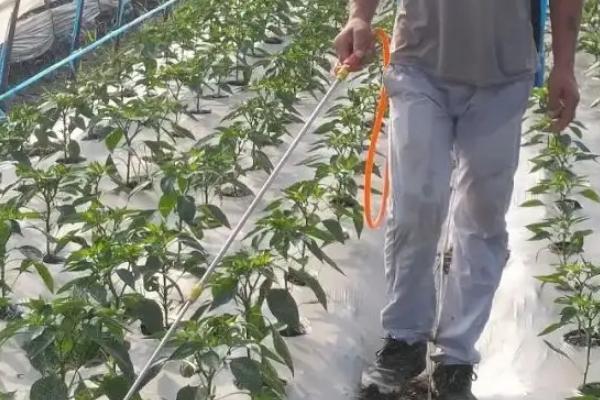 辣椒树卷叶病打什么药