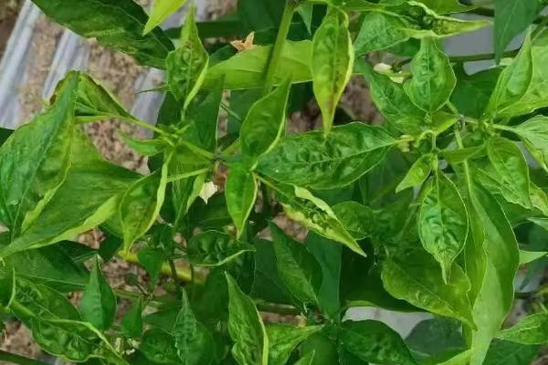 辣椒树卷叶病打什么药