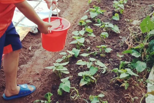 红薯苗卷叶病是怎么形成