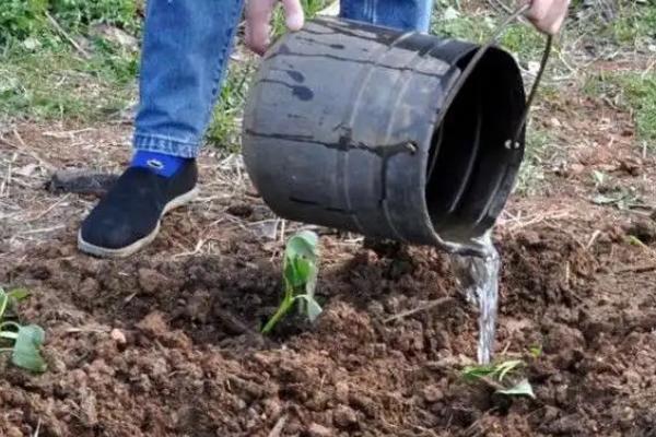 红薯苗卷叶病是怎么形成