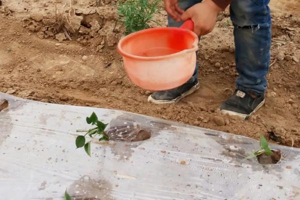 红薯苗卷叶病是怎么形成