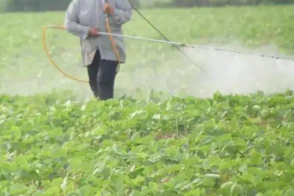 红薯苗卷叶病是怎么形成