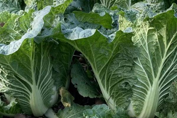 什么时节农作物生长最快