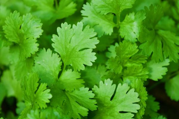 什么时节农作物生长最快