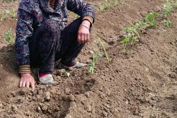 红薯苗卷叶病是怎么形成